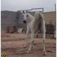 اسب|اسب و تجهیزات اسبسواری|شوشتر, |دیوار