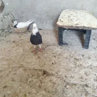 فروش طوقی سیاه
