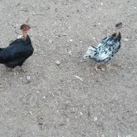 مرغ و خروس|حیوانات مزرعه|اهواز, فولاد|دیوار