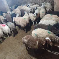 گوسفند زنده ارگانیک گوشواره بهداشتی|حیوانات مزرعه|پردیس, فاز ۲|دیوار