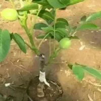 نهالستان آتاش انواع نهال ضمانتی و نهال باردار