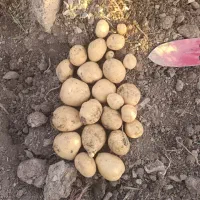 سیب زمینی بدون کود مرغی واقعی