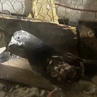 حدود ۲۰عدد کبوتر سالم و خوب به علت نداشتن قفس|پرنده|تهران, تجریش|دیوار