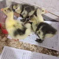 جوجه غاز اکراینی وجوجه گلین