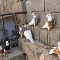 کبوتر