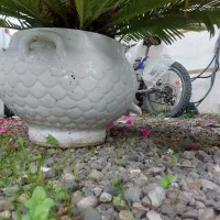 گل سیکاس و شفلرا|گل و گیاه طبیعی|خمام, |دیوار