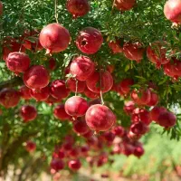 از هر درخت انار بالای ۱۰۰ کیلو برداشت کن