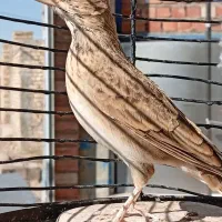 سهره|پرنده|کرمان, |دیوار