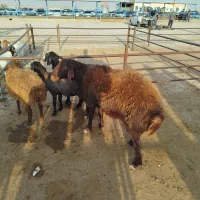 قوچ افشاربه شرط گردش وتخم