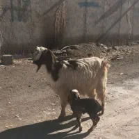 بز ننه بالاجوان ودوعدد بزغاله|حیوانات مزرعه|اردبیل, |دیوار