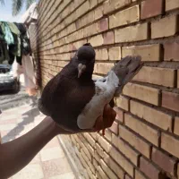 کبوترسینه قهوه ای