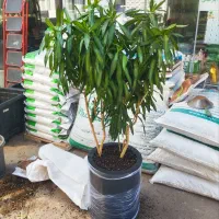 گل های خاص وبزرگ مناسب فضا های بزرگ