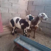 یک عدد میش بره نر