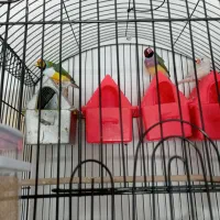 فنچ گلدین معاوضه با برزیلی مرغ عشق عروس