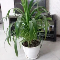 گل آپارتمانی