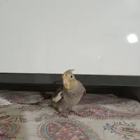 مرغ عشق طوطی برزیلی و فنچ