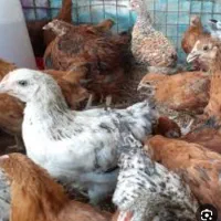 جوجه خروس محلی هم زنده هم برای خوردن دارم