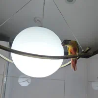 جوجه گرینچیک