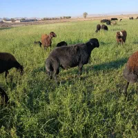 قوچ قره قزل