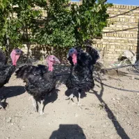 بوقلمون چاق و ارگانیک برنزسینه پهن|حیوانات مزرعه|ابهر, |دیوار