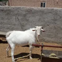 کهره یک ساله