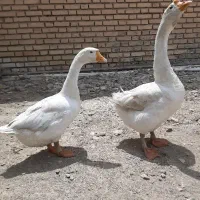 قوغاز سفید