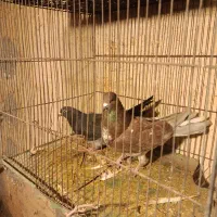 ...|پرنده|خمین, |دیوار