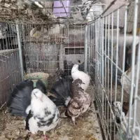 جفت کبوتر چتری اانگلیسی با جوجه