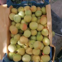 زردآلو درجه یک
