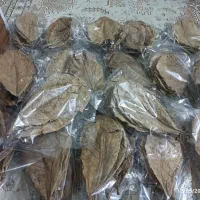 برگ کاتاپا . توسکا .کلاهک بلوط   آکواپت