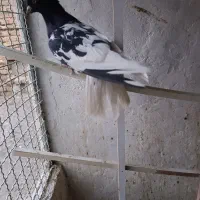 کله سیاه نر|پرنده|قزوین, |دیوار