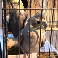 عروس هلندی مولد|پرنده|فیروزآباد (فارس), |دیوار