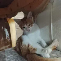 گربه