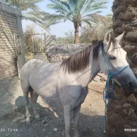 اسب|اسب و تجهیزات اسبسواری|جیرفت, |دیوار