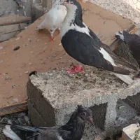 ۲۰ تا کبوتر ۲ملیون|پرنده|دوگنبدان, |دیوار