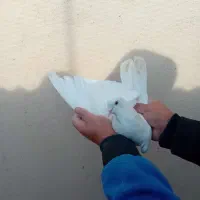 کفتر کبوتر پرشی|پرنده|تهران, وصفنارد|دیوار