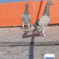 سلام دوتا گاغذی ماده خطی پنج|پرنده|دشتابی, |دیوار