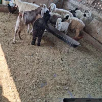 بزه گاو برای فروش برای اطلاعات بیشتر تماس بگرید|حیوانات مزرعه|مسجد سلیمان, |دیوار