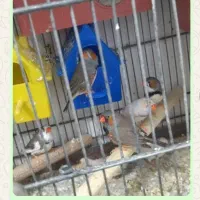 ملنگو  برزیلی عروس هلندی فنج مرغ عشق|پرنده|تهران, خلیج فارس|دیوار