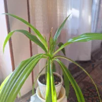 گل سوسن عنکبوتی / برگ موزی