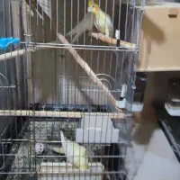 قفس عروس هلندی،طوطی ۱۰۳۳ -۱۰۳۲ در حد