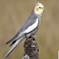 گم شده عروس هلندی