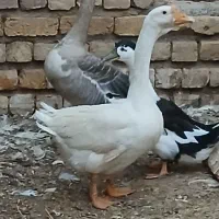 غوغاز