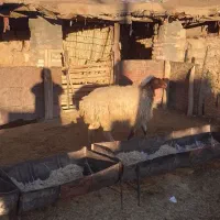 یک عدد بره ماده چاق