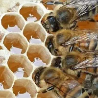 عسل آذربایجان|خوردنی و آشامیدنی|تهران, قصر فیروزه ۲|دیوار