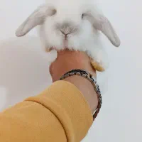 خرگوش مینی لوپ اصیل