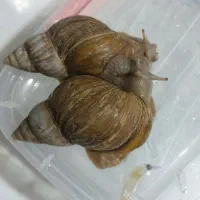 دو عدد حلزون خیلی بزرگ