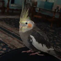 عروس هلندی گمشده در شهرک فرهنگیان