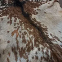 پوست بز|صنایع دستی و سایر لوازم تزئینی|مشهد, کوشش|دیوار