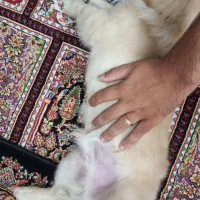 سگ کوچولو میکس پودل|سگ|کرمانشاه, |دیوار